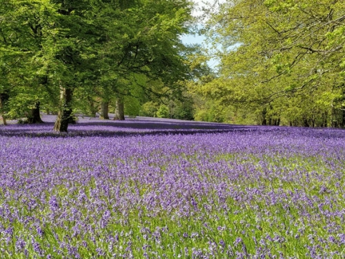 Trefusis Head & the Bluebells of Enys Gardens