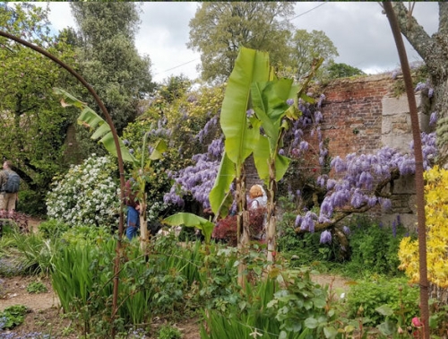 Trefusis Head & the Bluebells of Enys Gardens