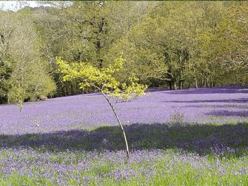 Trefusis Head & the Bluebells of Enys Gardens